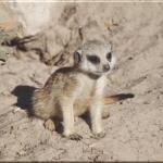 Leinwanddrucke Erdmännchen: Baby Erdmännchen