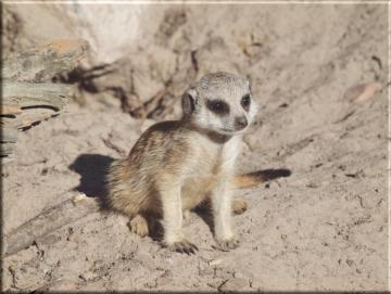 Leinwanddrucke Erdmännchen: Baby Erdmännchen