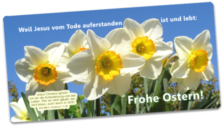 Osterkarte Narzissen-Quartett - Maxicard: