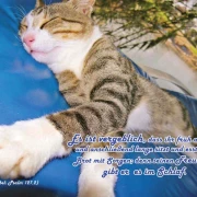 Poster A2 Set 15 -Plakate für den Schaukasten