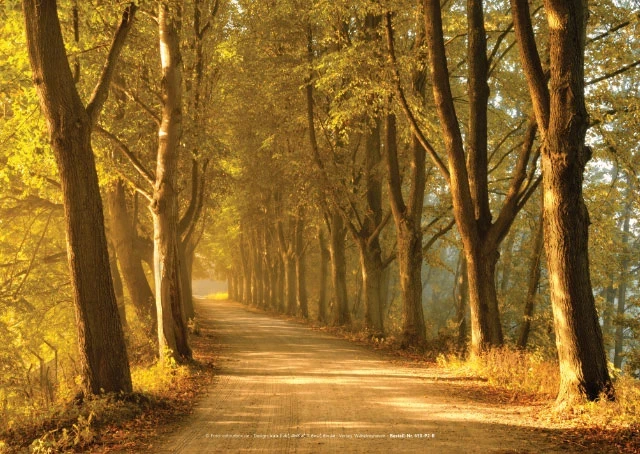 Gerade Baumallee mit ruhiger Perspektive und dichter Bepflanzung.