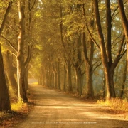 Gerade Baumallee mit ruhiger Perspektive und dichter Bepflanzung.