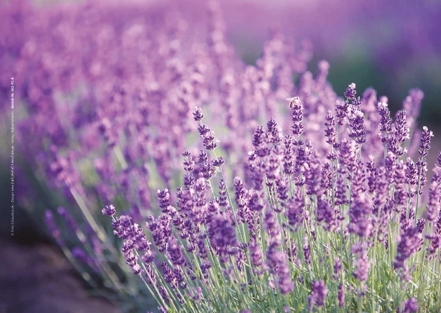 Poster als Bestatterbedarf zur Dekoration Detailaufnahme von Lavendelblüten in weichem Licht.