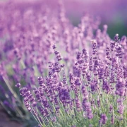 Poster als Bestatterbedarf zur Dekoration Detailaufnahme von Lavendelblüten in weichem Licht.