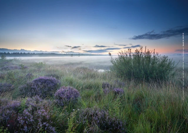 Weite Heidefläche in zartem Morgenlicht mit Nebelstimmung.