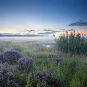 Weite Heidefläche in zartem Morgenlicht mit Nebelstimmung.