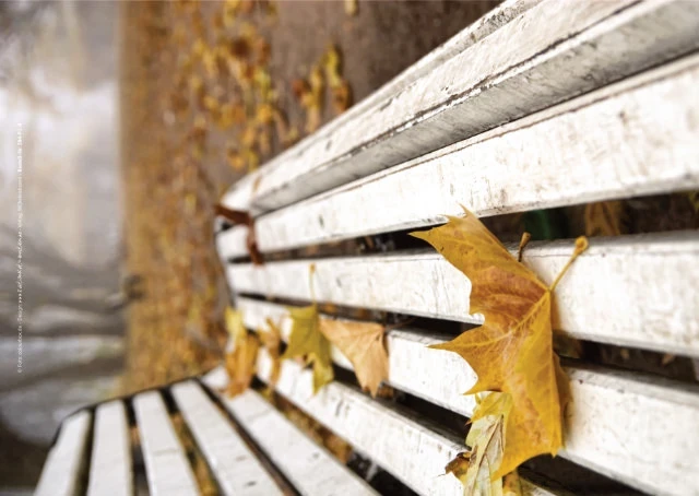 Parkbank unter Bäumen mit herabfallenden Blättern und ruhiger Stimmung.