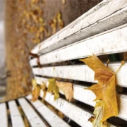 Parkbank unter Bäumen mit herabfallenden Blättern und ruhiger Stimmung.