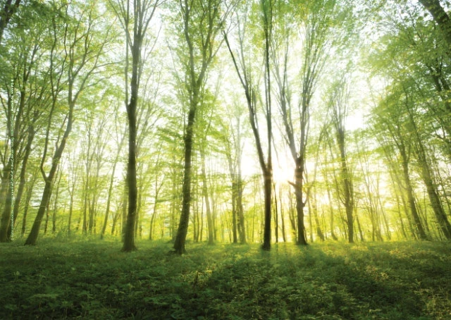 Postermotiv Frühlingswald mit Sonnenstrahlen, die durch frisches Blattgrün fallen.