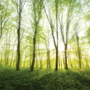 Postermotiv Frühlingswald mit Sonnenstrahlen, die durch frisches Blattgrün fallen.