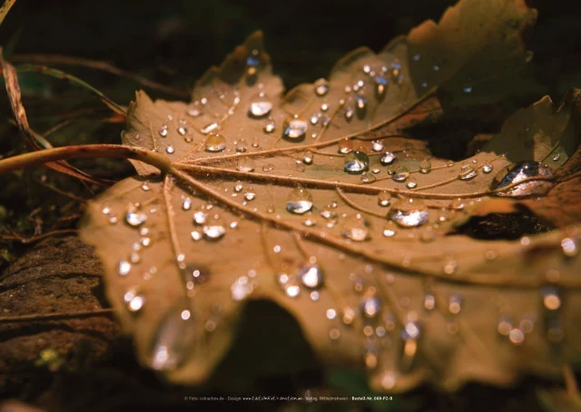 Detail eines grünen Blatts mit klaren Regentropfen.