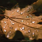 Detail eines grünen Blatts mit klaren Regentropfen.