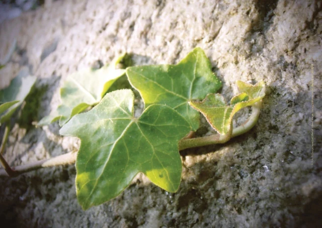 Zarter Efeu, der sich an einer Oberfläche entlangrankt.