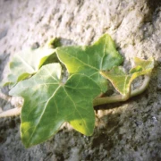 Zarter Efeu, der sich an einer Oberfläche entlangrankt.