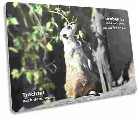 Postkarte: Hochblickendes Erdmännchen