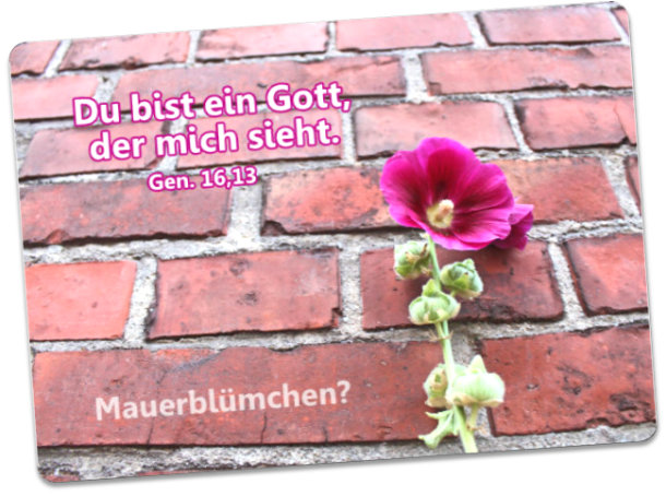 Postkarte Jahreslosung 2023 - Mauerblümchen