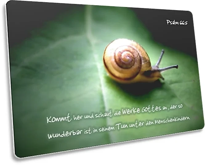 Postkarte: Schnecke auf Blatt