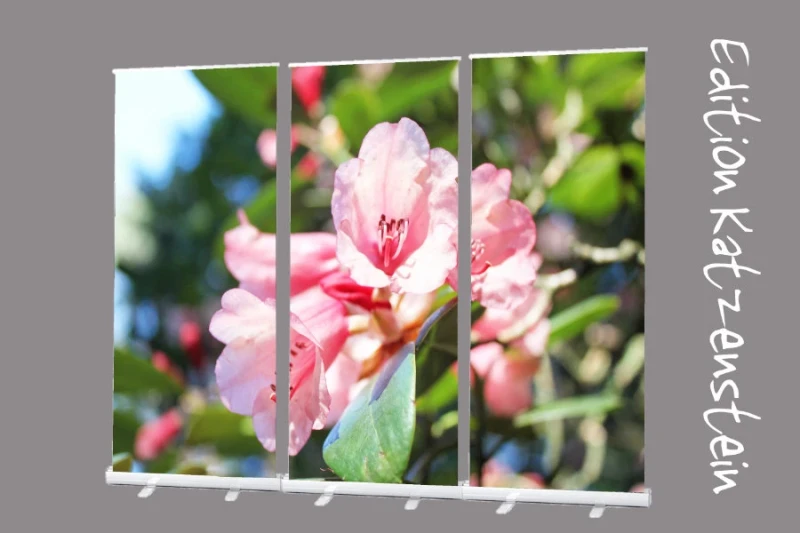 Roll-Up Display 3er-Set „Rhododendronblüte in Nahaufnahme“